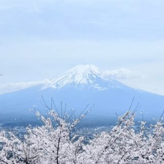 桜の見納め。富士山と満開の桜と桜吹雪。
ざ、日本！でした❤️

でも、八重桜が咲き出したから、まだもう少し桜の季節が続くね。

ソメイヨシノはまた来年！

八重桜でレイ編めるかな？

#sakura